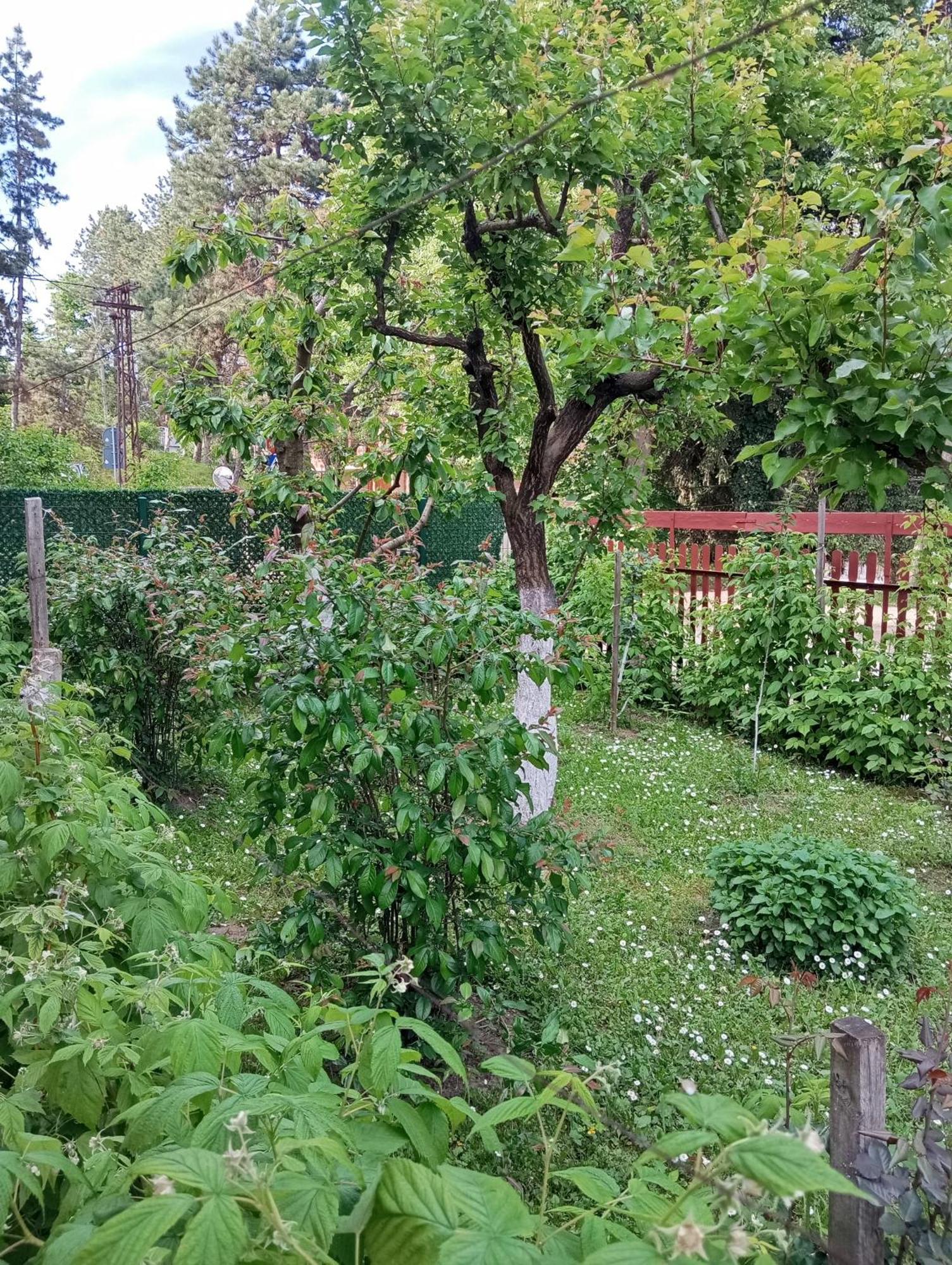 Milica Apartmani Vrdnik Bagian luar foto
